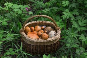 Грибники из Балаково возвращаются с полными корзинами