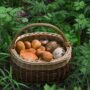 Грибники из Балаково возвращаются с полными корзинами