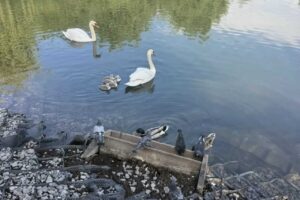 Лебеди Цезарь и Клеопатра впервые стали родителями