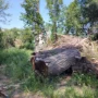 Пустырь вместо обновления. Как центр Балакова превращается в свалку