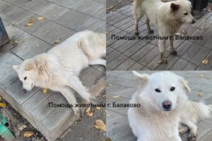 Балаковские зоозащитники ищут дом белому псу