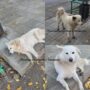 Балаковские зоозащитники ищут дом белому псу